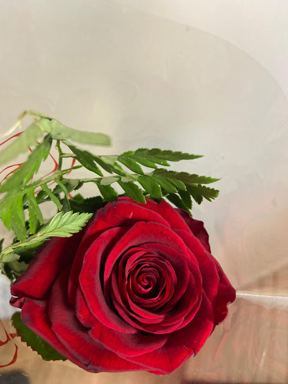 Single Long Stem Red Rose